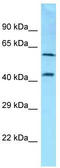 Syndecan 3 antibody, TA343282, Origene, Western Blot image 