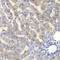 Fumarylacetoacetate Hydrolase antibody, LS-C334812, Lifespan Biosciences, Immunohistochemistry frozen image 