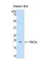 Glial Cell Derived Neurotrophic Factor antibody, LS-C297739, Lifespan Biosciences, Western Blot image 
