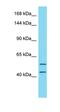 Tetratricopeptide Repeat Domain 7A antibody, orb325425, Biorbyt, Western Blot image 