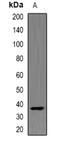 Orthodenticle Homeobox 2 antibody, abx142120, Abbexa, Western Blot image 