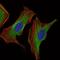 Insulin Like Growth Factor 2 antibody, GTX60630, GeneTex, Immunofluorescence image 