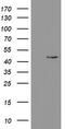 Phosphorylase Kinase Catalytic Subunit Gamma 2 antibody, CF800355, Origene, Western Blot image 