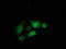 STAT5A antibody, TA502739, Origene, Immunofluorescence image 