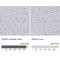 SRY-Box 8 antibody, NBP2-54978, Novus Biologicals, Immunohistochemistry paraffin image 