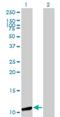 General Transcription Factor IIA Subunit 2 antibody, H00002958-M01, Novus Biologicals, Western Blot image 