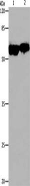 Cell Division Cycle 20 antibody, CSB-PA153558, Cusabio, Western Blot image 