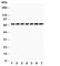 SWI/SNF Related, Matrix Associated, Actin Dependent Regulator Of Chromatin, Subfamily B, Member 1 antibody, R31034, NSJ Bioreagents, Western Blot image 