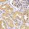 Leucine Zipper Like Transcription Regulator 1 antibody, LS-C349076, Lifespan Biosciences, Immunohistochemistry frozen image 