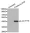 Jun Proto-Oncogene, AP-1 Transcription Factor Subunit antibody, MBS128470, MyBioSource, Western Blot image 