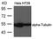 Cyclin Dependent Kinase 1 antibody, orb69546, Biorbyt, Western Blot image 