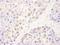 DNA-directed RNA polymerase II subunit RPB3 antibody, A303-771A, Bethyl Labs, Immunohistochemistry frozen image 