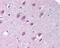 Importin 9 antibody, PA1-41598, Invitrogen Antibodies, Immunohistochemistry frozen image 