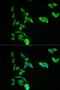 Adenylate kinase isoenzyme 1 antibody, LS-C331362, Lifespan Biosciences, Immunofluorescence image 