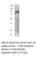 Sialic Acid Binding Ig Like Lectin 10 antibody, SIGLEC10-101AP, FabGennix, Western Blot image 