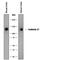 Cadherin 17 antibody, AF8524, R&D Systems, Western Blot image 