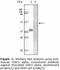 Glycogen Synthase Kinase 3 Alpha antibody, LS-C47185, Lifespan Biosciences, Western Blot image 