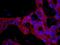 FKBP51 antibody, IHC-00290, Bethyl Labs, Immunofluorescence image 
