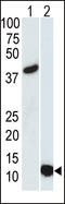 Small Ubiquitin Like Modifier 3 antibody, LS-C96462, Lifespan Biosciences, Western Blot image 