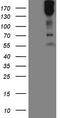 Microtubule Associated Serine/Threonine Kinase 2 antibody, LS-C791793, Lifespan Biosciences, Western Blot image 