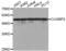 CUGBP Elav-Like Family Member 2 antibody, abx004624, Abbexa, Western Blot image 