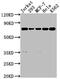 Protein Tyrosine Phosphatase Non-Receptor Type 11 antibody, CSB-RA779218A0HU, Cusabio, Western Blot image 