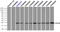 HspB5 antibody, TA500573, Origene, Immunoprecipitation image 