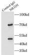 Nuclear Receptor Subfamily 1 Group D Member 1 antibody, FNab05832, FineTest, Immunoprecipitation image 