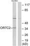 Olfactory Receptor Family 7 Subfamily C Member 2 antibody, PA5-39671, Invitrogen Antibodies, Western Blot image 