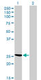 Chloride Intracellular Channel 3 antibody, LS-C104908, Lifespan Biosciences, Western Blot image 