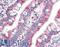 Zinc Finger Protein 652 antibody, LS-B10351, Lifespan Biosciences, Immunohistochemistry frozen image 