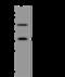 Glycosyltransferase 8 Domain Containing 2 antibody, 201813-T34, Sino Biological, Western Blot image 