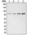Engulfment And Cell Motility 1 antibody, LS-C353202, Lifespan Biosciences, Western Blot image 