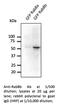 RAB8B, Member RAS Oncogene Family antibody, AB0076-200, SICGEN, Western Blot image 