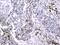 Cytochrome C, Somatic antibody, M03529-5, Boster Biological Technology, Immunohistochemistry paraffin image 