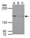 BLM RecQ Like Helicase antibody, PA5-27384, Invitrogen Antibodies, Western Blot image 