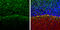 Neurofilament Medium antibody, GTX634483, GeneTex, Immunohistochemistry frozen image 