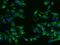 Ubiquilin 2 antibody, GTX02181, GeneTex, Immunofluorescence image 
