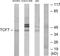 Transcription Factor 7 antibody, LS-C118876, Lifespan Biosciences, Western Blot image 