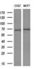 Tumor Protein P73 antibody, M00688-1, Boster Biological Technology, Western Blot image 