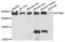 Stabilin 2 antibody, PA5-76192, Invitrogen Antibodies, Western Blot image 