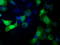 Tetratricopeptide Repeat Domain 32 antibody, TA501367, Origene, Immunofluorescence image 