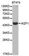 IKAROS Family Zinc Finger 1 antibody, MBS128057, MyBioSource, Western Blot image 