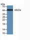 Mitogen-Activated Protein Kinase Kinase 7 antibody, LS-C295388, Lifespan Biosciences, Western Blot image 