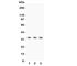 Calponin 1 antibody, R31348, NSJ Bioreagents, Western Blot image 