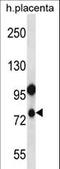 NLR Family Pyrin Domain Containing 10 antibody, LS-C164906, Lifespan Biosciences, Western Blot image 