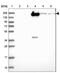 Complement Factor H Related 1 antibody, NBP2-14474, Novus Biologicals, Western Blot image 