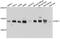 Histidine Triad Nucleotide Binding Protein 1 antibody, A10221, ABclonal Technology, Western Blot image 