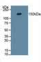 Protein Tyrosine Phosphatase Receptor Type Z1 antibody, LS-C703569, Lifespan Biosciences, Western Blot image 