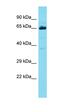 EF-Hand And Coiled-Coil Domain Containing 1 antibody, orb326811, Biorbyt, Western Blot image 